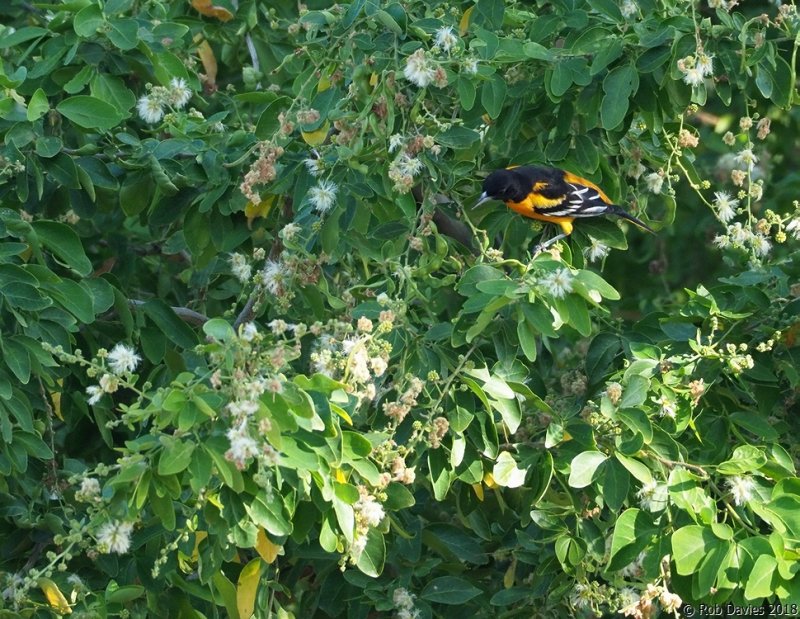 Baltimore Oriole