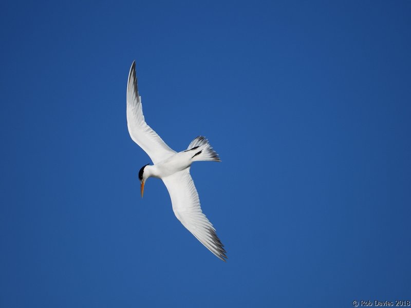 Common Tern