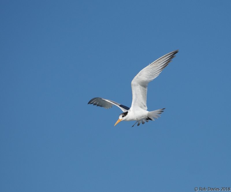 Common Tern