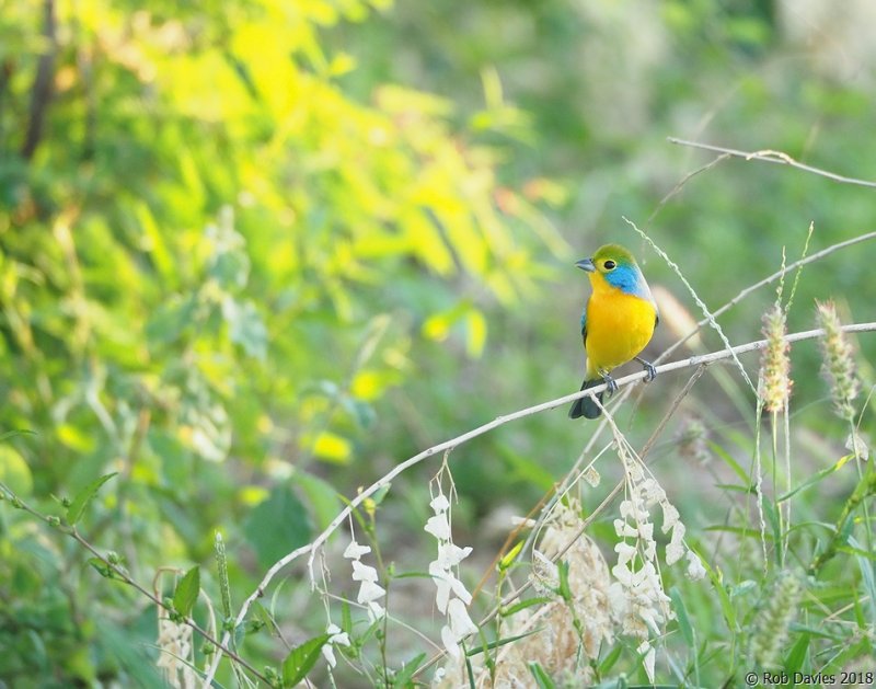 Orange-breasted Bunting