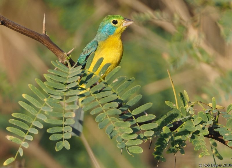 Orange-breasted Bunting