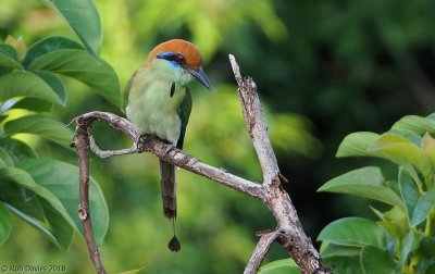 Russet-crowned motmot