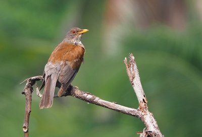 Rufous-backed Robin