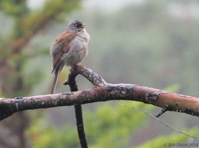 Yellow-eyed Junco