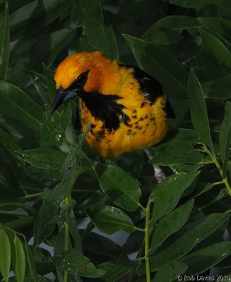 Spot-breasted Oriole