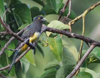  Citreoline Trogon