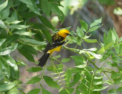 Streak-backed Oriole