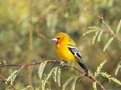 Streak-backed Oriole