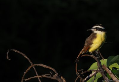 Great Kiskadee