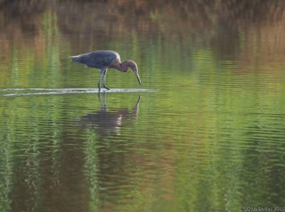 Reddish Egret