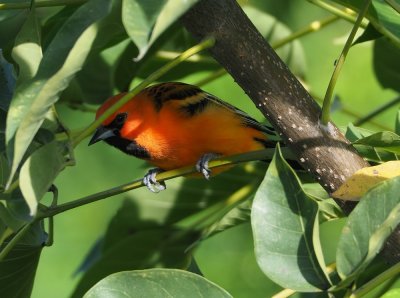 Streak-backed Oriole