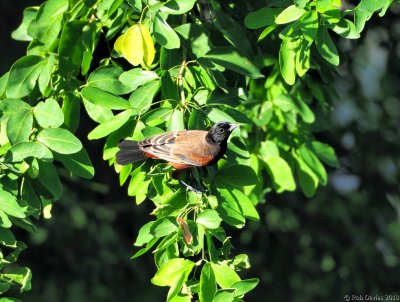 Orchard Oriole