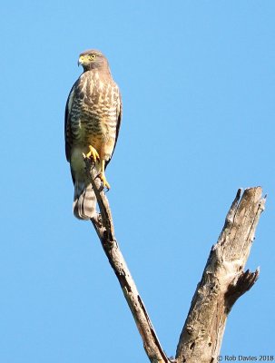 Gray Hawk (immature)