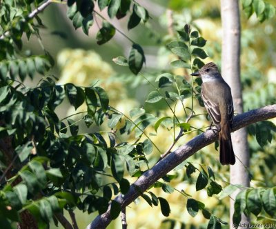 Tropical Peewee