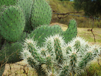 Magnificent cactus
