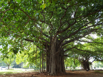 Glorious tree in Havana