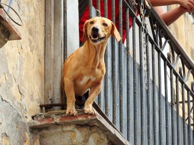 This little pooch has no fear of heights