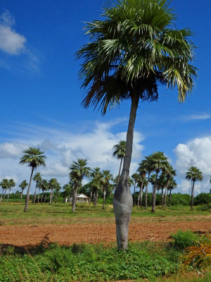 10 A pregnant palm or Palma Barrigona 2 Oct 16.jpg