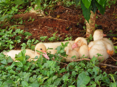 31 Baby ducks.jpg