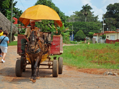 38 Horses are used a lot in local transport.jpg