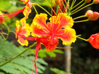 58 A beautiful tropical flower.jpg