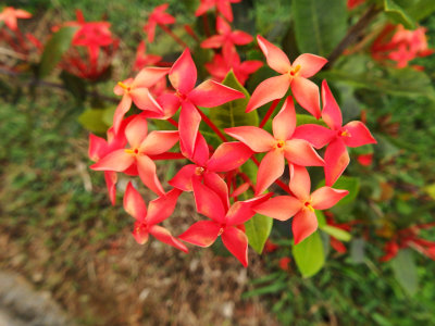 69 A beautiful tropical flower.jpg