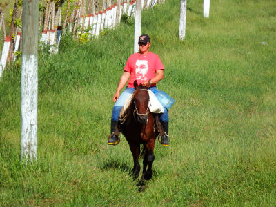 13 Views on the way to Holguin - a Cuban horseman wearing a Che tee-shirt.jpg