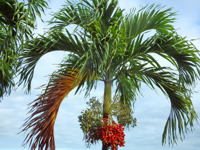 9 Beautiful palm tree.jpg