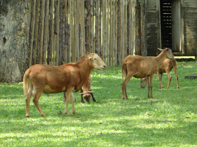 43 Livestock on the property.jpg