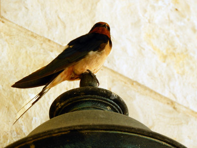 Cute bird perched on a lamp post 25 Oct,17