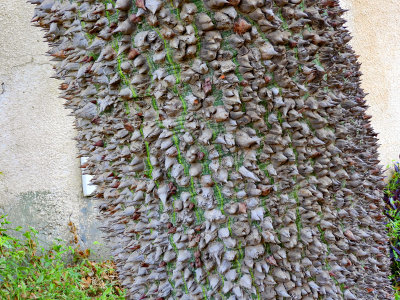 Unusual tree trunk 26 Oct, 17