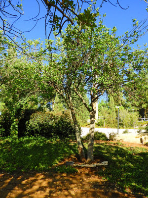 Oskar Schindler's tree on The Avenue of the Righteous 27 Oct, 17