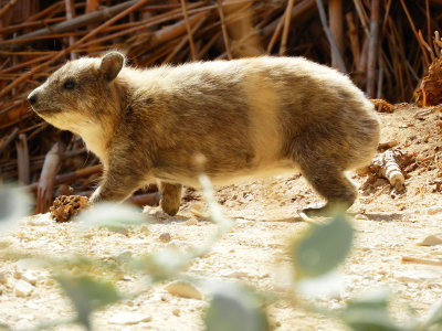 The Rock Hyrax the only animal we saw all day at the park 29 Oct, 17