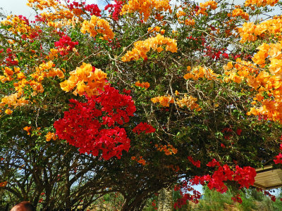 Colourful Bougainvillea 30 Oct, 17