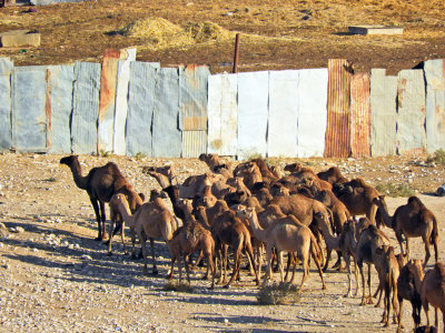 Camels are worth a lot of money in Israel 30 Oct, 17