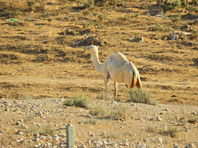 One white camel among the brown 30 Oct, 17