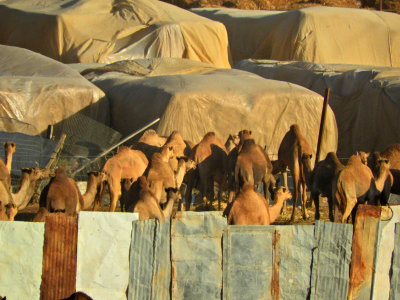 Camels penned 30 Oct, 17