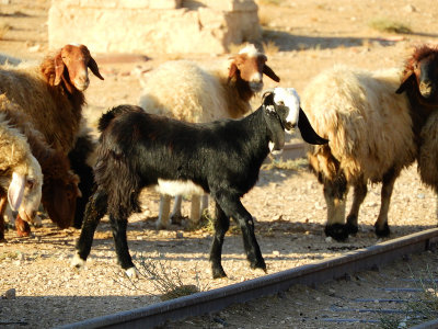 Sheep on the tracks very curious of us 2 Nov, 17