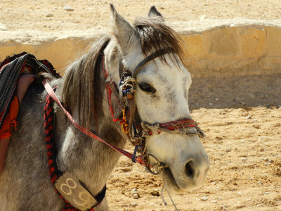 One of the horses used to take people around Petra 3 Nov, 17