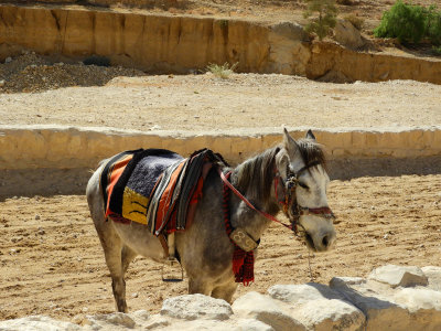 One of the horses used to take people around Petra 3 Nov, 17