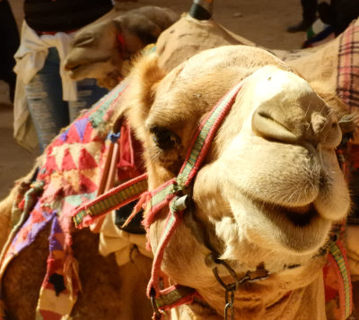  Camels at the Treasury 3 Nov, 17
