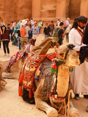  Camels at the Treasury 3 Nov, 17