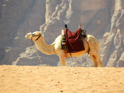 Camels are called ships of the desert 4 Nov, 17