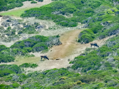 Animals in the Cape of Good Hope Nature Reserve 25 Jan, 18