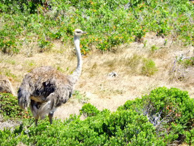 Animals in the Cape of Good Hope Nature Reserve 25 Jan, 18