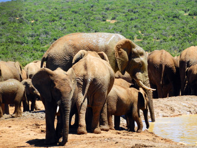 Elephants enjoying the waterhole 29 Jan, 18