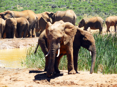 Elephants enjoying the waterhole 29 Jan, 18
