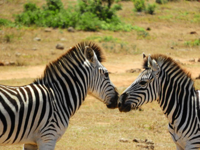 Kissing zebras 29 Jan, 18
