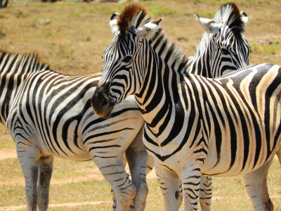 Beautiful zebras at the Addo Elephant Park 29 Jan, 18