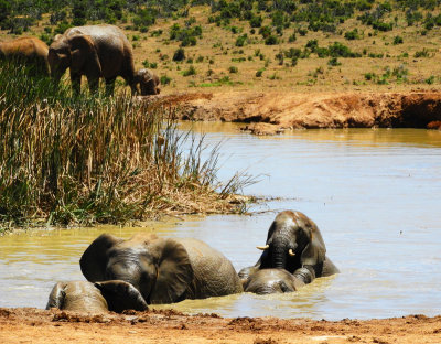  Elephants enjoying the cool water 29 Jan, 18